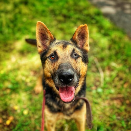 Oskar