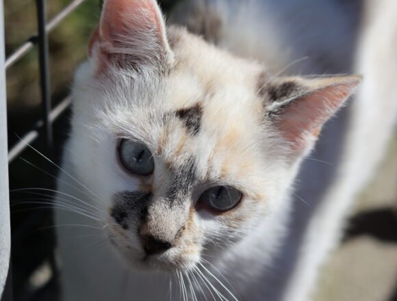 Lili