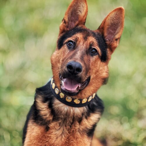 Diesel